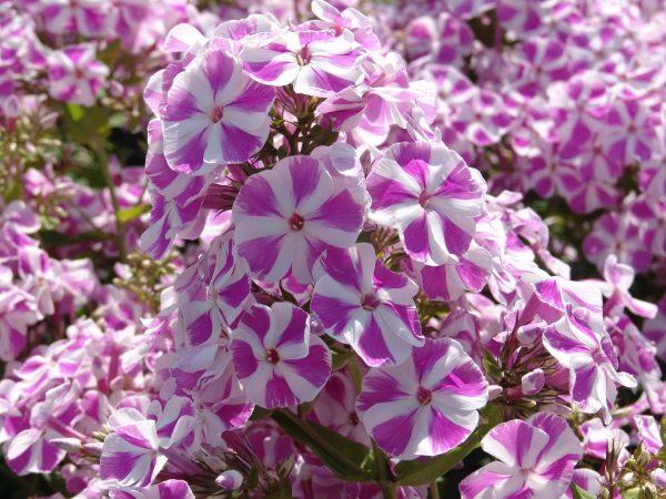 Phlox pan,Candy Twist®