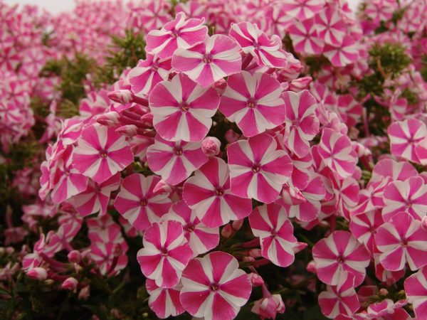 Phlox pan,Peppermint Twist®