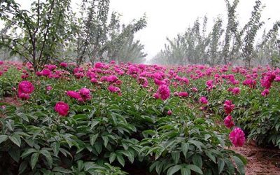 Paeonia