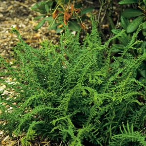 Athyrium Victoriae