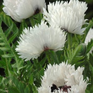 Papaver White Ruffles