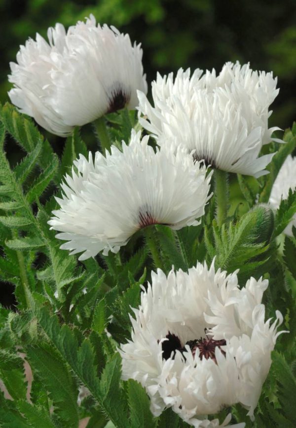 Papaver White Ruffles