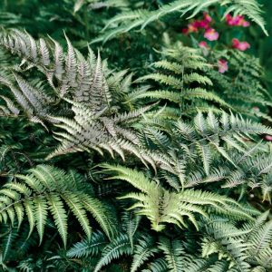 Athyrium metalicum