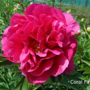 Paeonia  Coral Fay