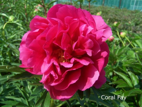 Paeonia  Coral Fay