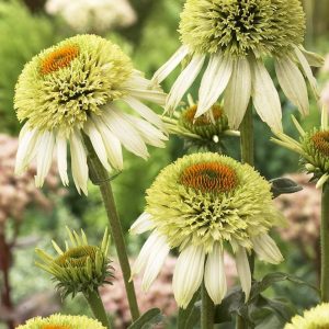 Echinacea Coconut Lime®