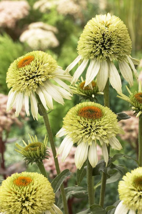 Echinacea Coconut Lime®