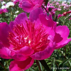 Paeonia  Easy Lavender