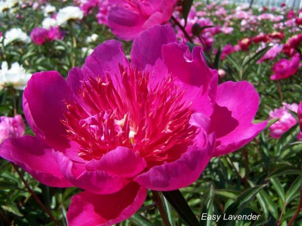 Paeonia  Easy Lavender