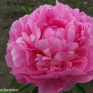 Paeonia  Gilbert Barthelot