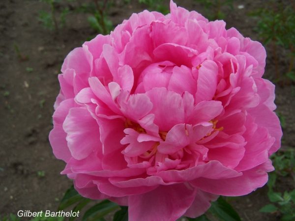 Paeonia  Gilbert Barthelot