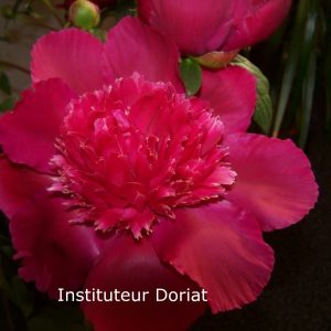 Paeonia  Instituteur Doriat