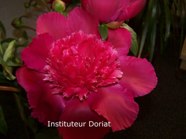 Paeonia  Instituteur Doriat