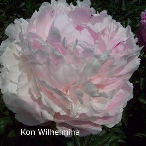 Paeonia  Koningin Wilhelmina