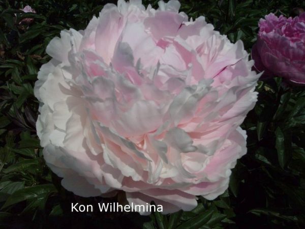 Paeonia  Koningin Wilhelmina