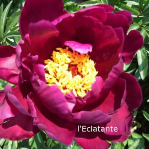 Paeonia  L'Eclatante