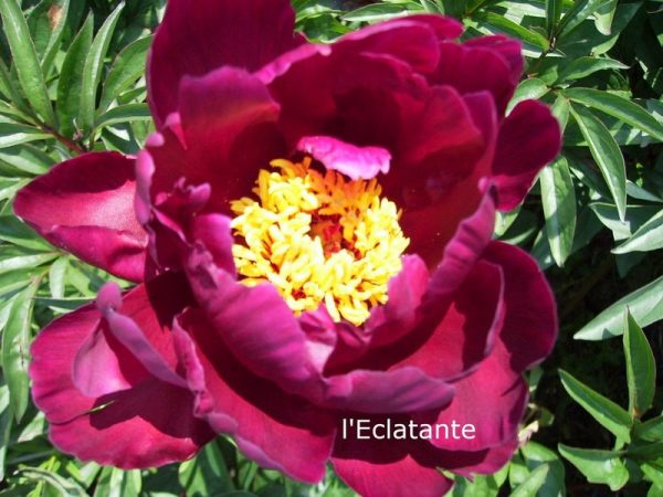 Paeonia  L'Eclatante