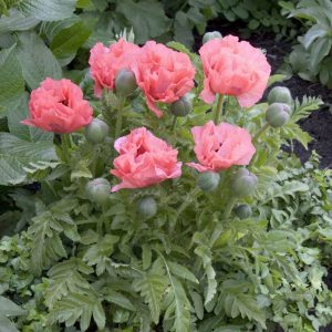 Papaver Pink Pearl®