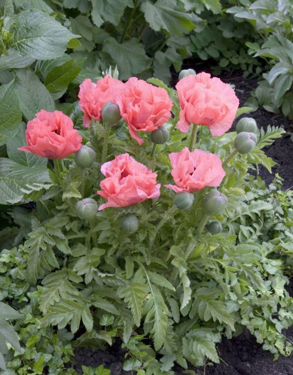 Papaver Pink Pearl®