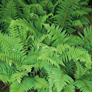 Polystichum