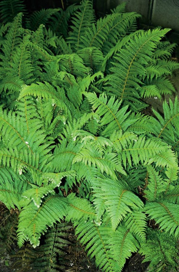 Polystichum Dahlem