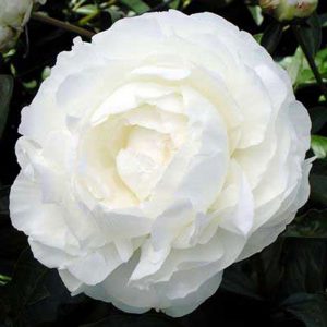 Paeonia  Ann Cousins