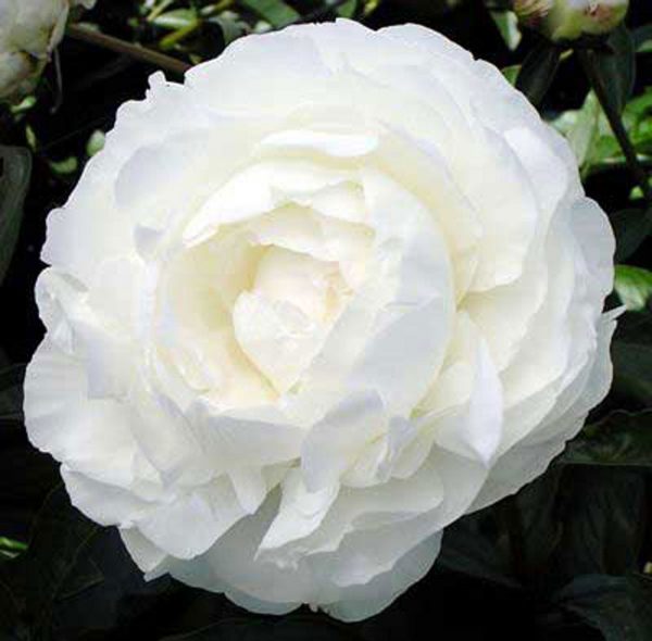 Paeonia  Ann Cousins