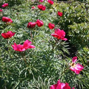 Paeonia  anomale