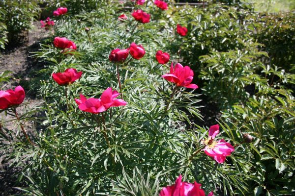 Paeonia  anomale