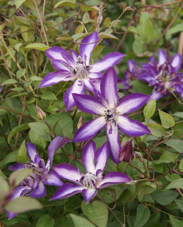 Clematis Astra Nova®