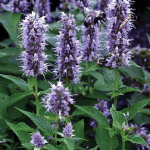 Agastache