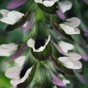 Acanthus