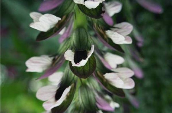 Acanthus Morning's Candle®