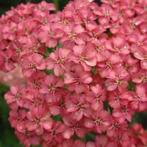 Achillea Apricot Delight®