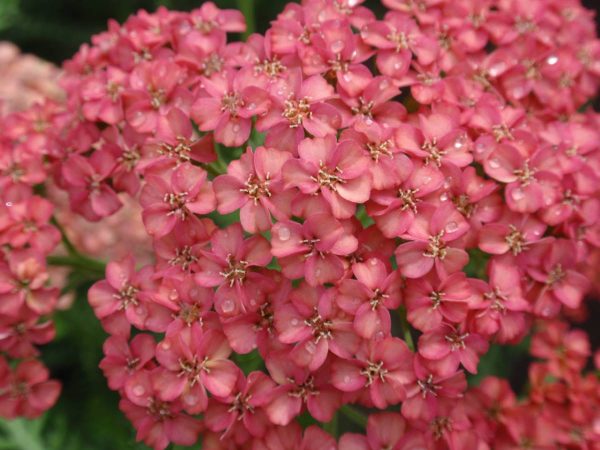 Achillea Apricot Delight®