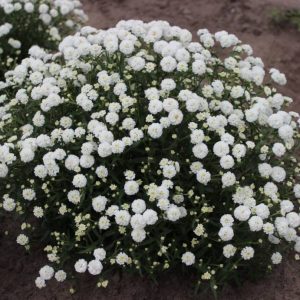 Achillea Diadem