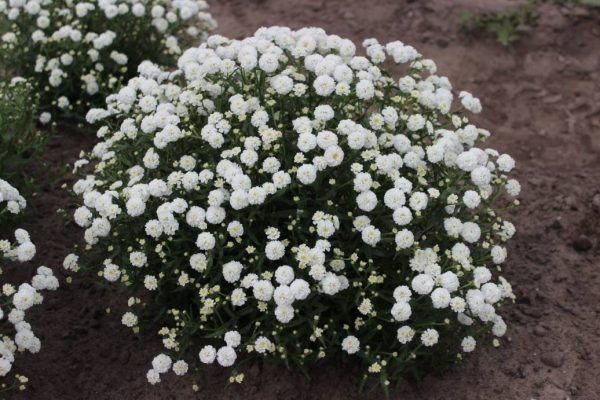 Achillea Diadem