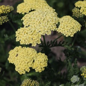 Achillea Hella Glashoff