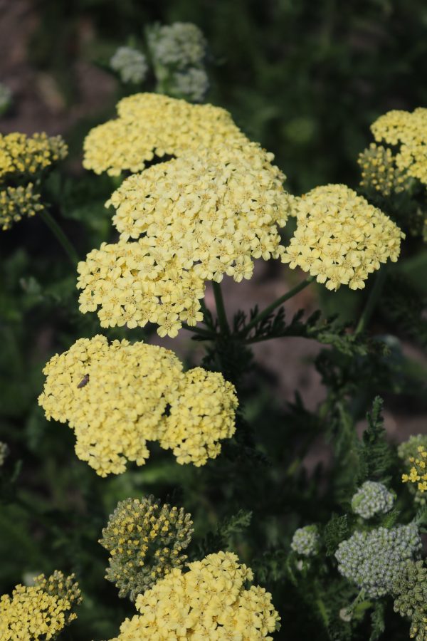 Achillea Hella Glashoff