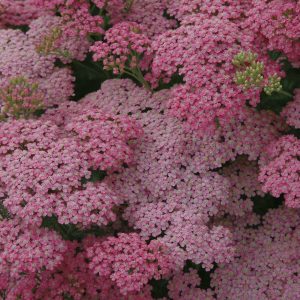 Achillea Little Susie