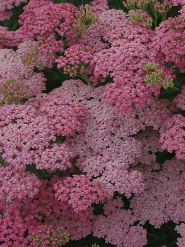 Achillea Little Susie