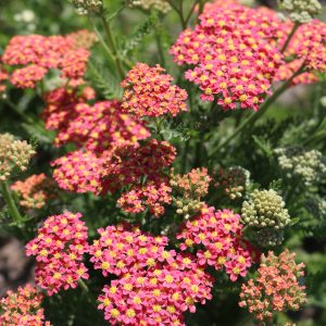 Achillea Pineapple Mango