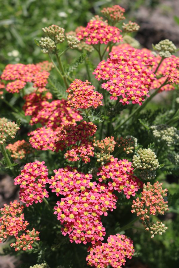 Achillea Pineapple Mango