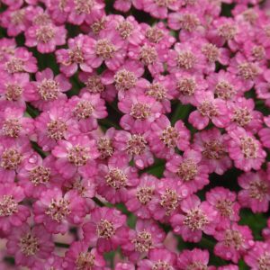 Achillea Pink Grapefruit®
