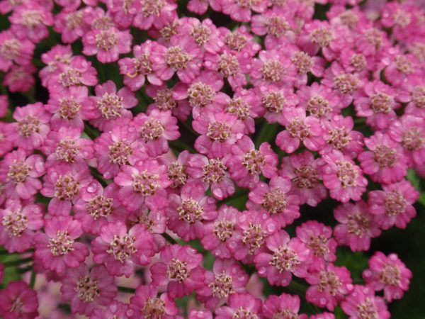 Achillea Pink Grapefruit®