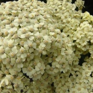 Achillea Rainbow® Crême de la Crême