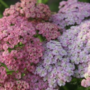 Achillea Rainbow® Ending BLue