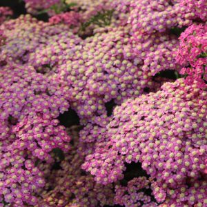 Achillea Rainbow® Lightning Pink