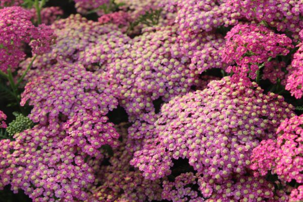 Achillea Rainbow® Lightning Pink