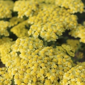 Achillea Rainbow® Morning Sun